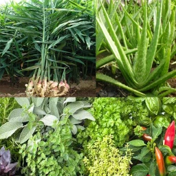 Medicinal plant identifier simgesi